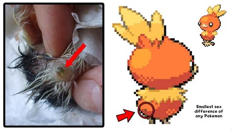 torchic evolve|torchic gender difference.